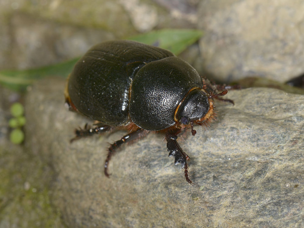 Pentodon bidens